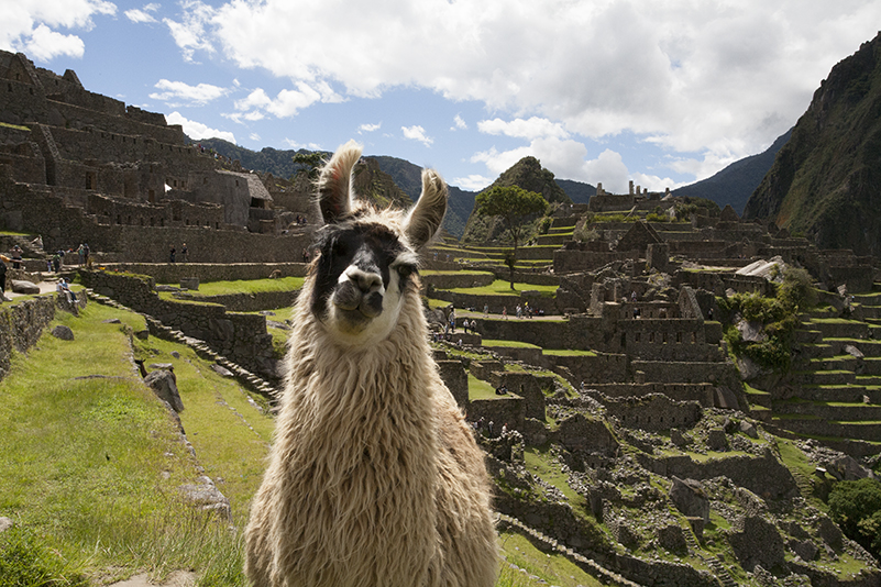 Machu Picchu Llama Llama Travel