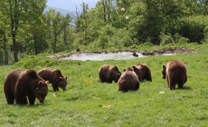 Libearty Bear Sanctuary, Zărnești, Romania