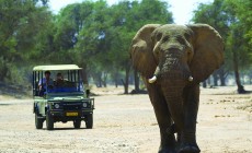 Elephant and vehicle, Etosha, Namibia