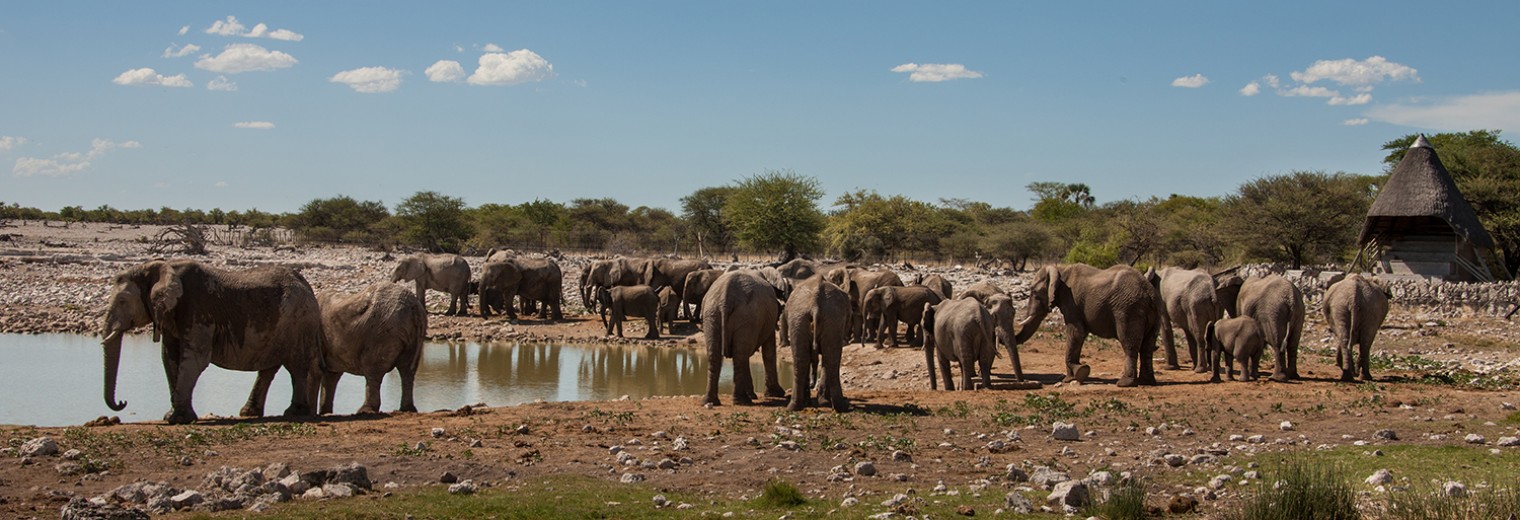 Elephant at waterhole, Etosha, Namibia