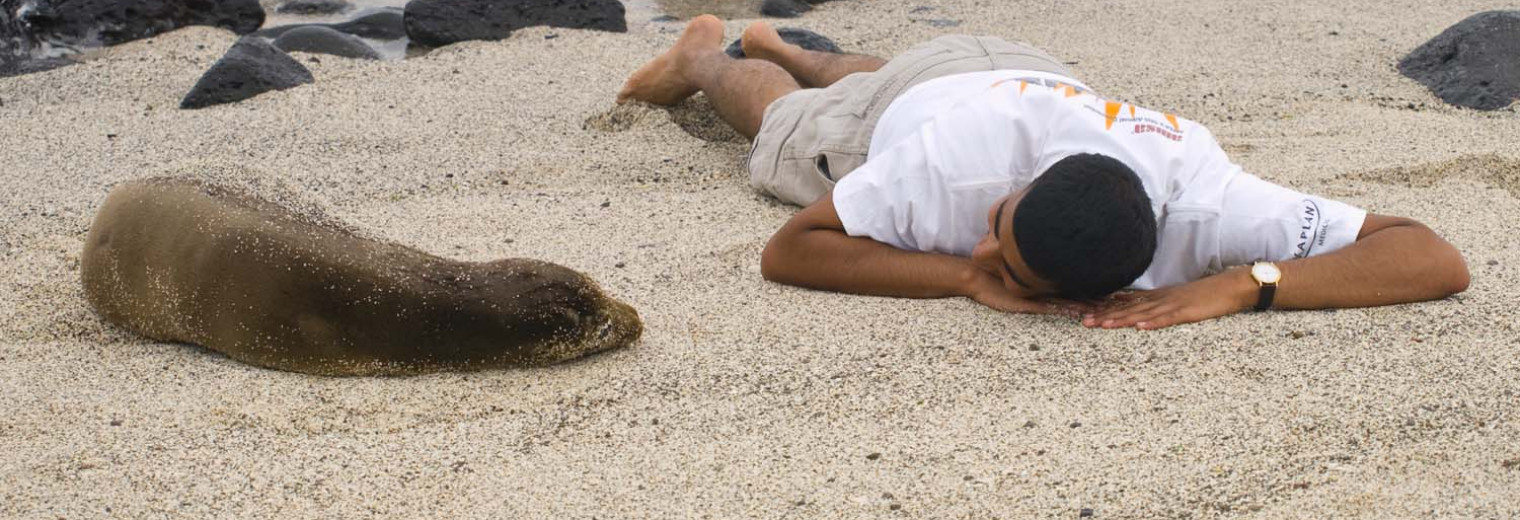 Sea lion, Galapagos Islands