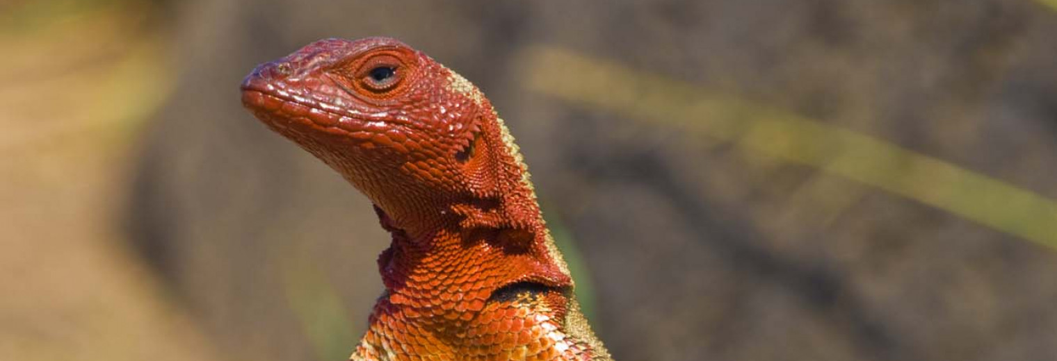 Lava lizard, Galapagos Islands