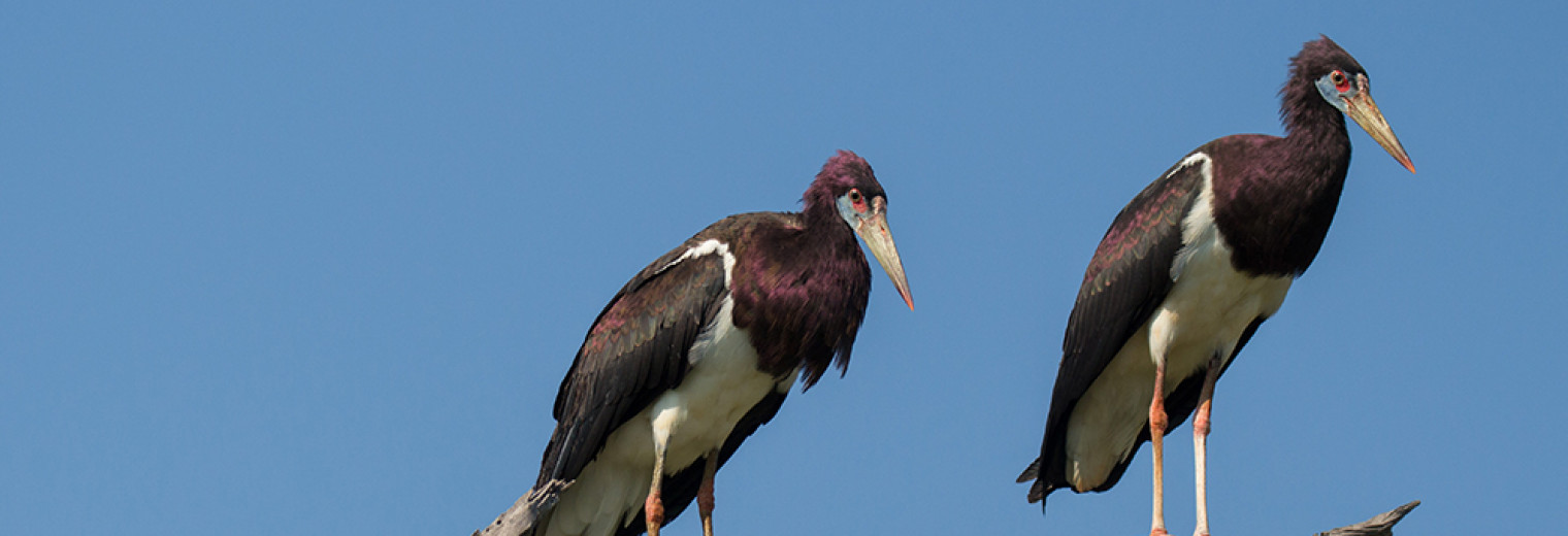 Abdim's Stork, Okavango Delta, Botswana