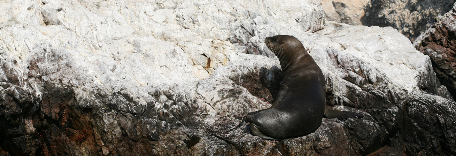 Sea lion, Ballestas Islands, Peru