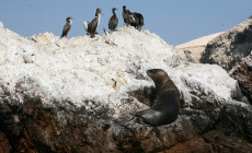 Sea lion, Ballestas Islands, Peru