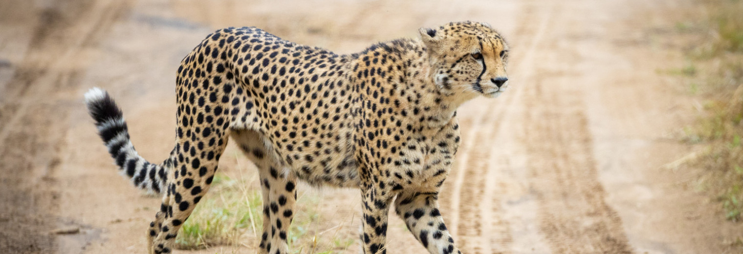 Cheetah, Khaya Ndlovu, Kruger