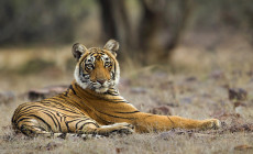 Tiger, Ranthambore National Park, India