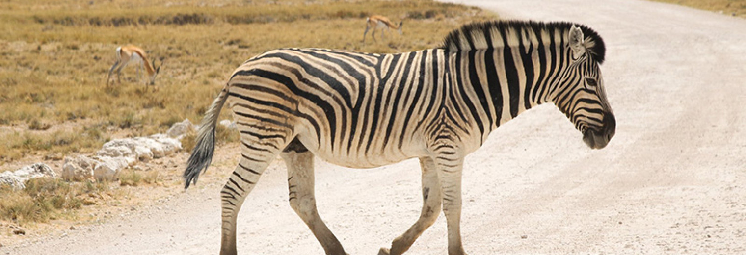 Zebra, Etosha, Namibia