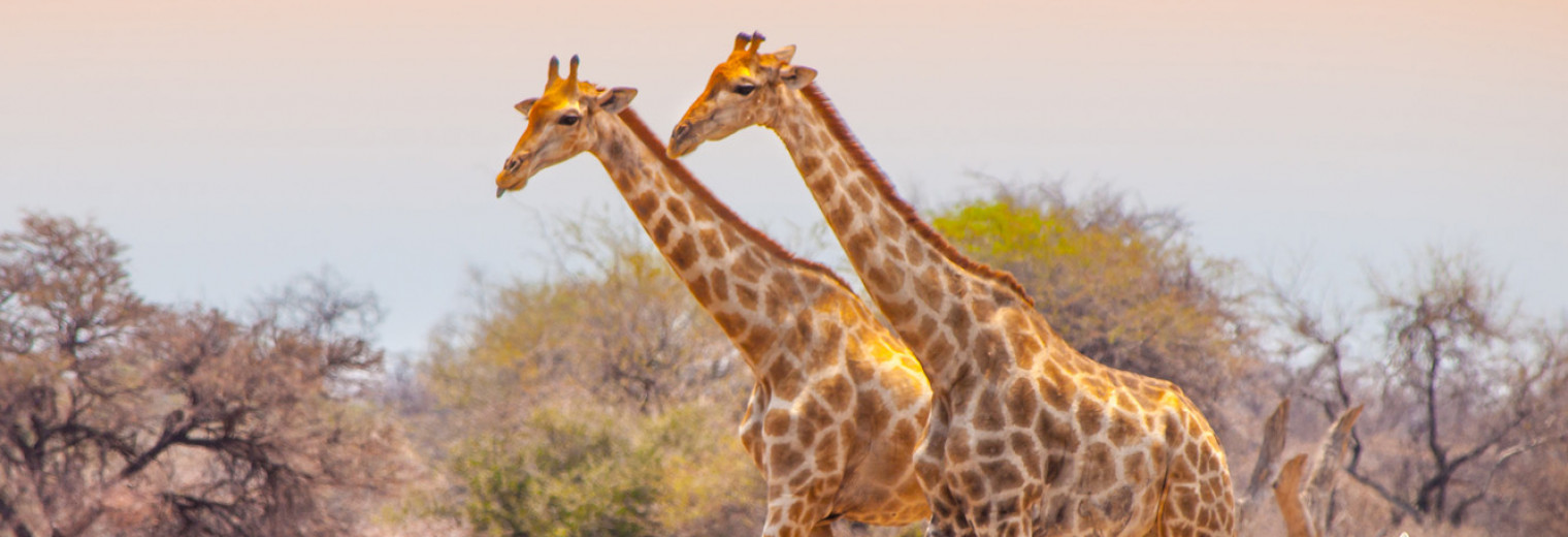 Etosha National Park, Namibia