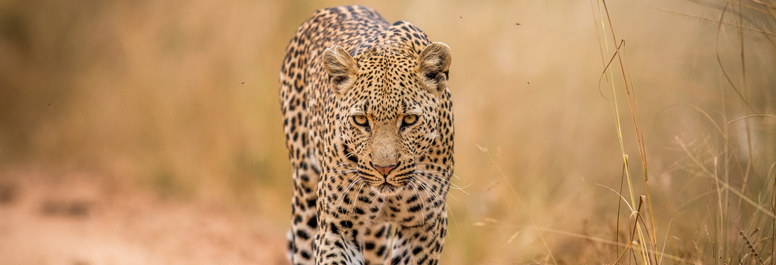 Leopard, Kruger Safari