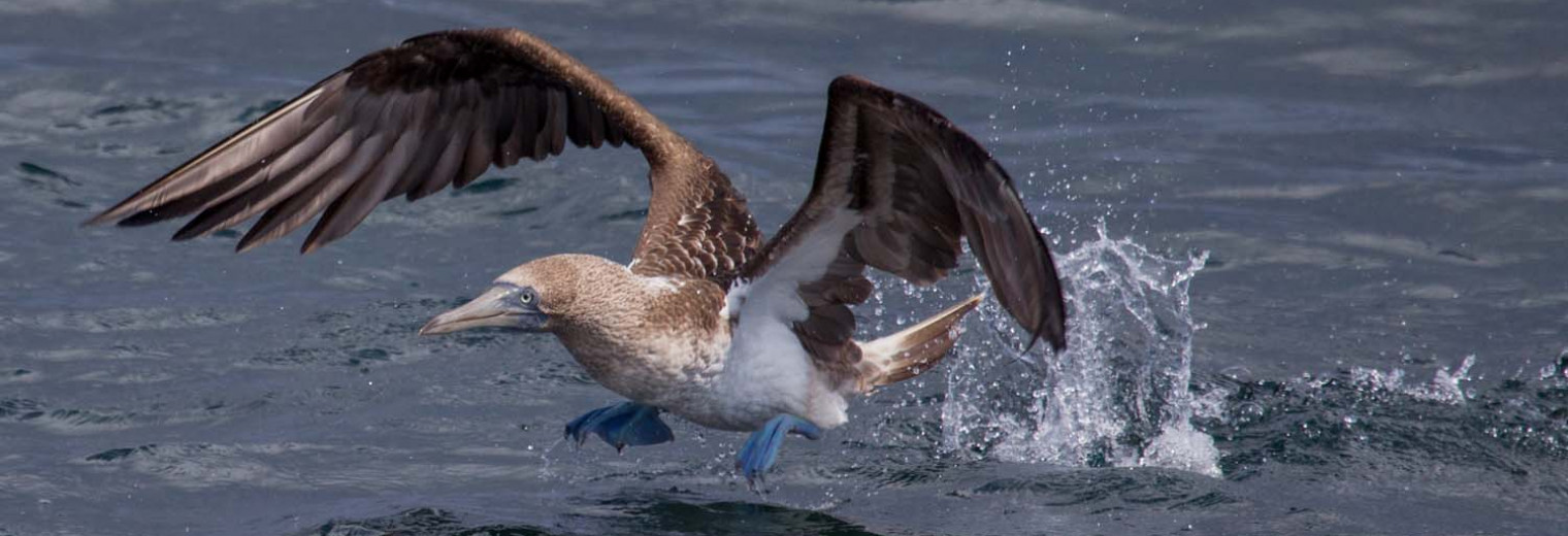 Blue footed booby, Galapagos Islands