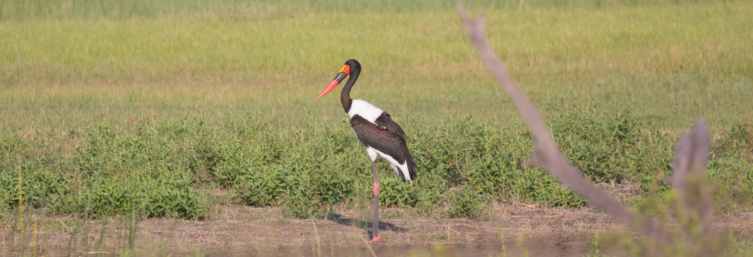 Saddle billed stalk, Okavango, Botswana