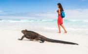 Marine Iguana, Galapagos Islands