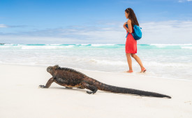 Marine Iguana, Galapagos Islands