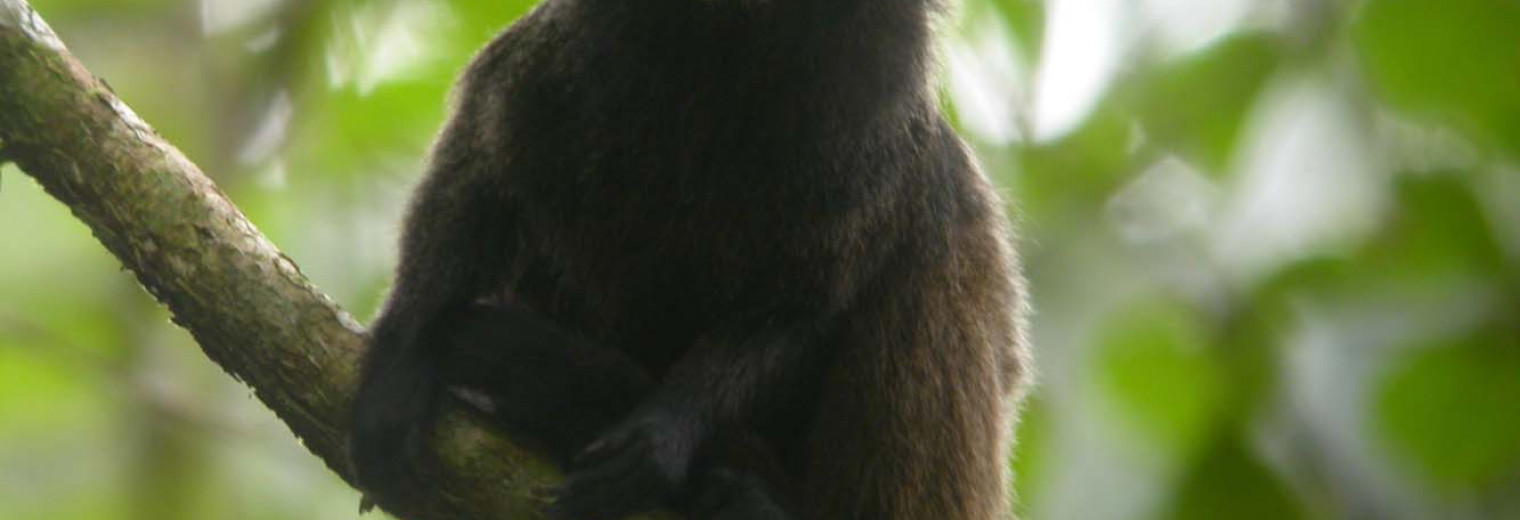 Sacha Lodge, Amazon Jungle, Ecuador