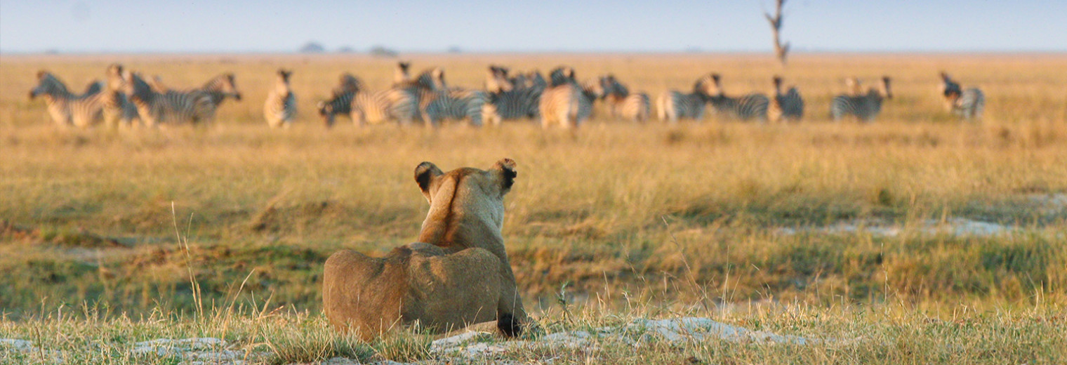 Game Viewing, Chobe National Park, Botswana