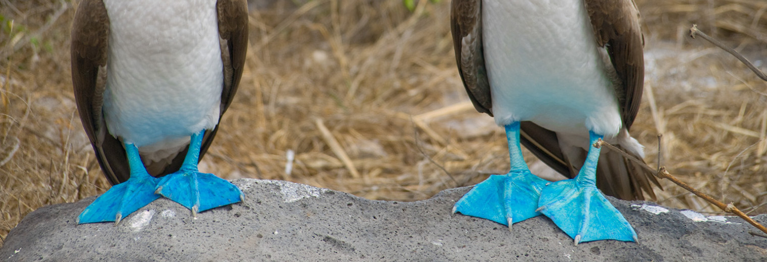 Blue footed booby, Galapagos Islands