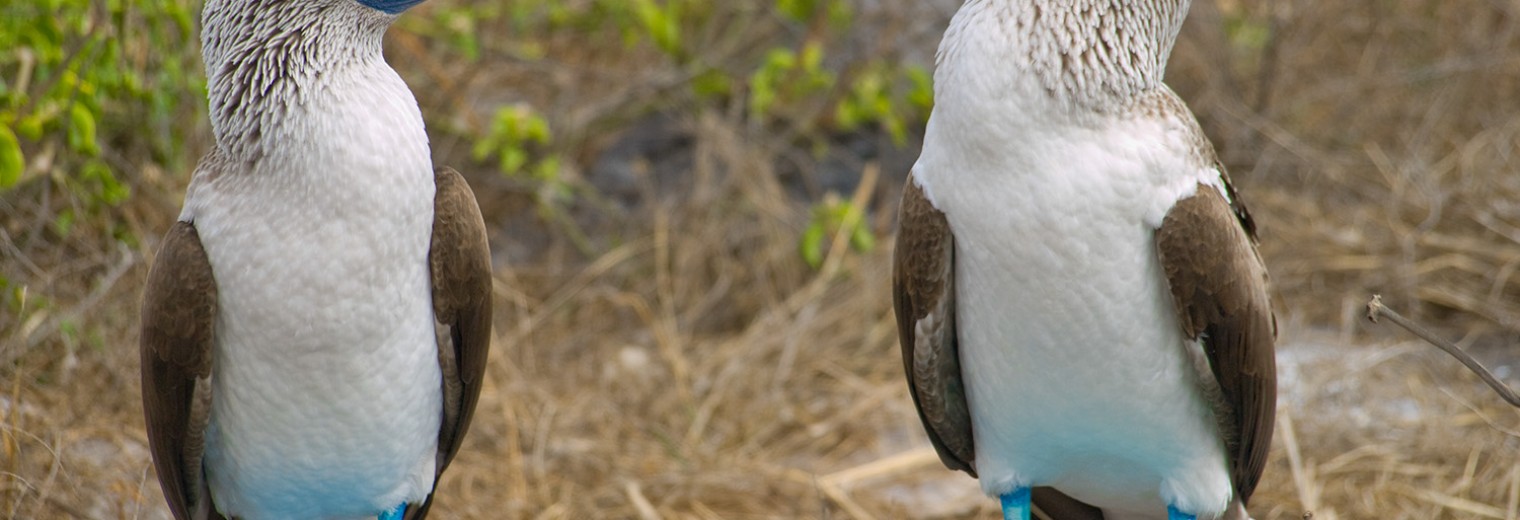 Blue footed booby, Galapagos Islands