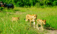 Lions on safari, Kruger, South Africa