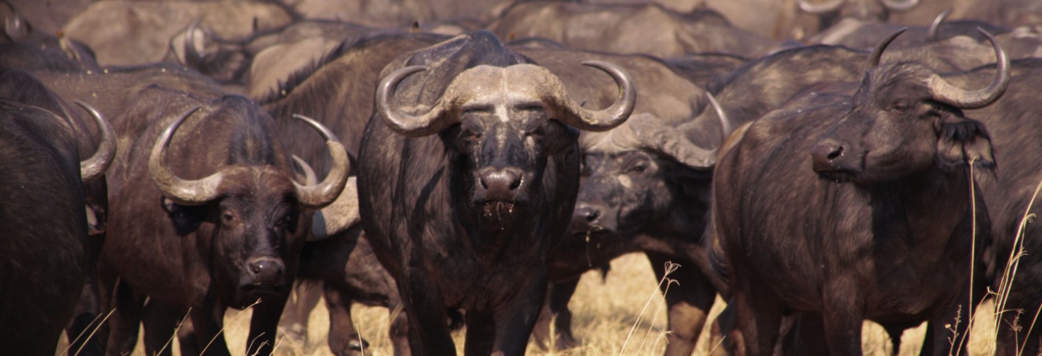 Botswana, Buffalo 