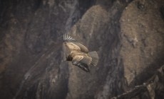 Condor, Colca Canyon, Peru