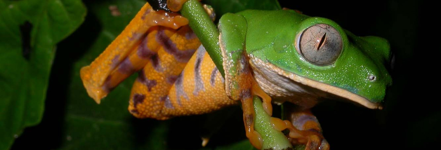 Frog, Amazon Jungle, Ecuador 