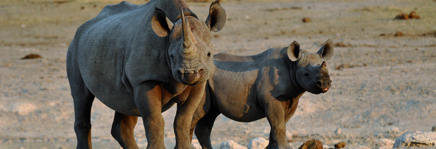 Rhino, Damaraland, Namibia