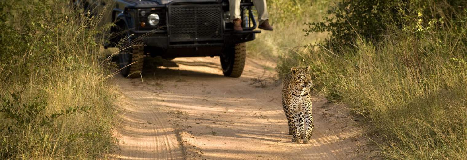 Safari, Kruger National Park, South Africa