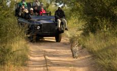 Safari, Kruger National Park, South Africa