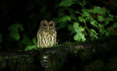 Owl, Villa Blanca Cloud Forest, Costa Rica