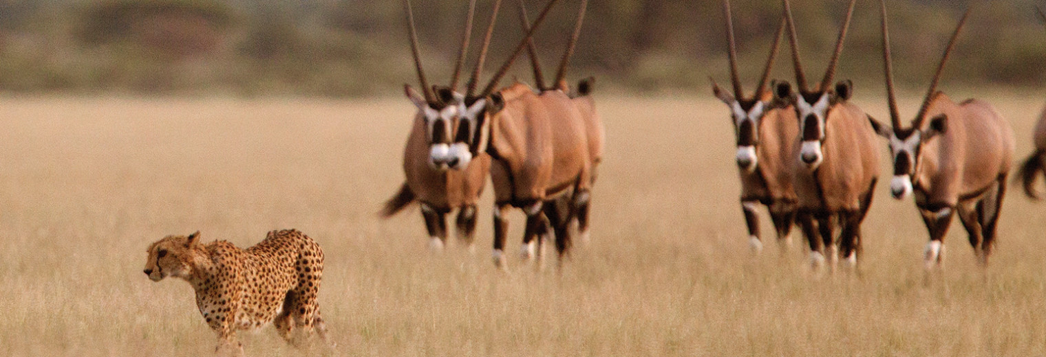 Cheetah and Oryx, Okavango Delta, Botswana