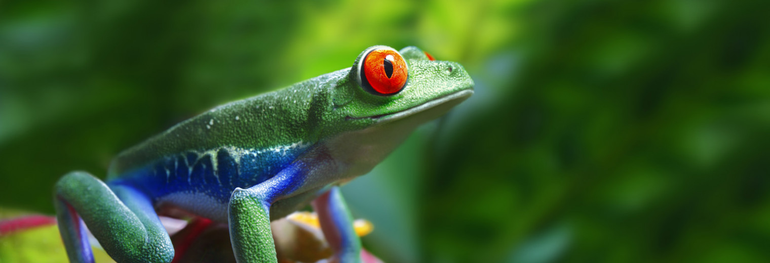 Red Eyed Tree Frog, Costa Rica