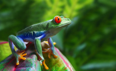 Red Eyed Tree Frog, Costa Rica