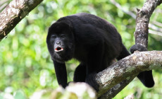 Howler Monkey, Costa Rica