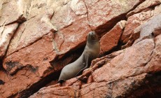 Sea lion, Paracas, Peru