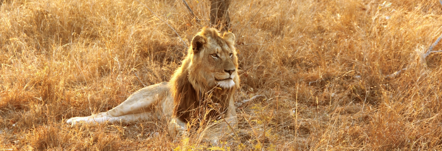 Lion, Kruger National Park