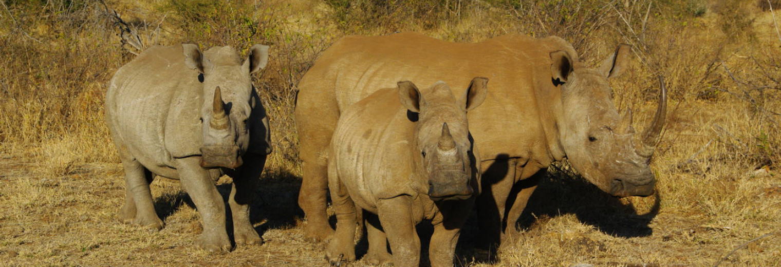 Rhinos, Kruger, South Africa