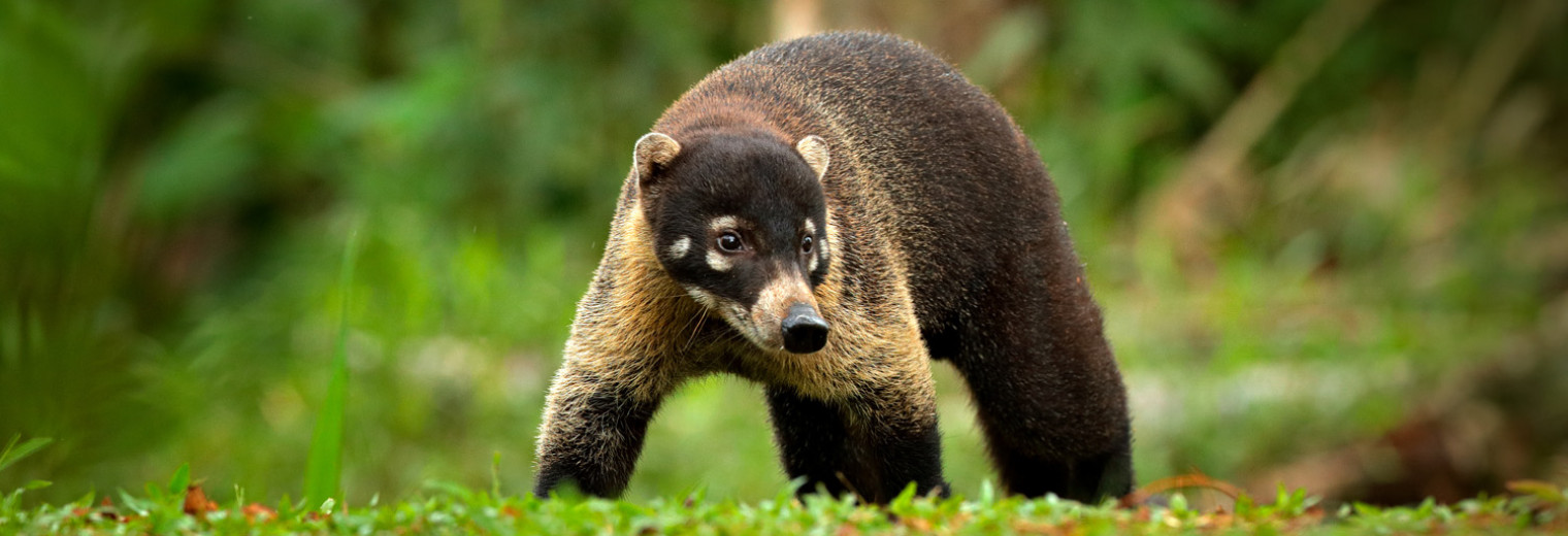 White-nosed Coati, Manuel Antonio