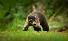 White-nosed Coati, Manuel Antonio