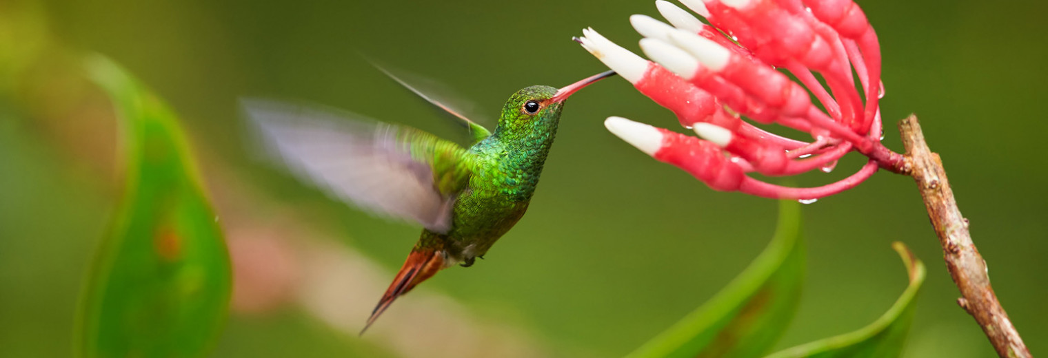 Bellavista, Ecuador