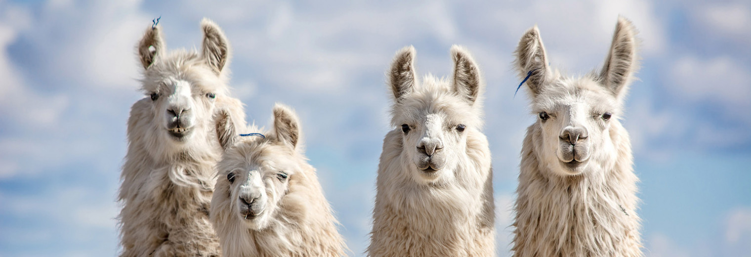 Alpacas, Peru