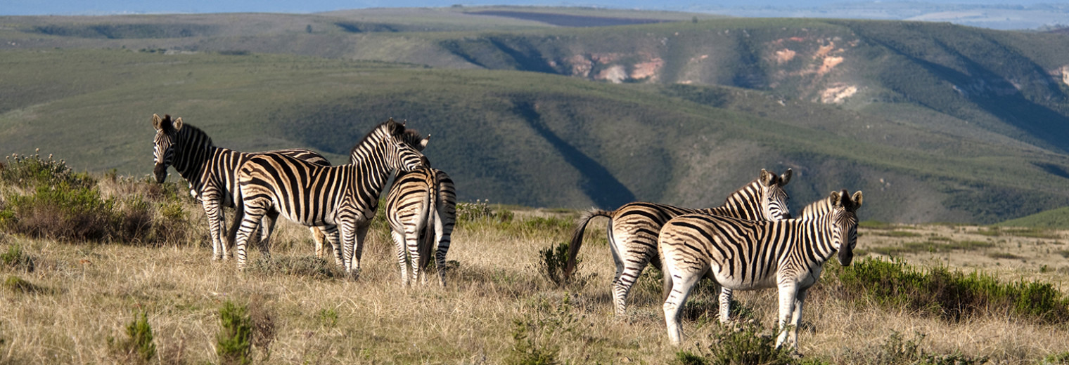 Zebra, Gondwana Game Reserve, South Africa