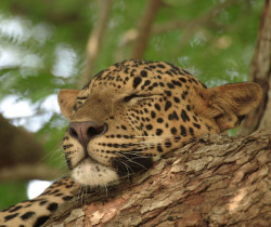 Leopard, Yala NP, Sri Lanka