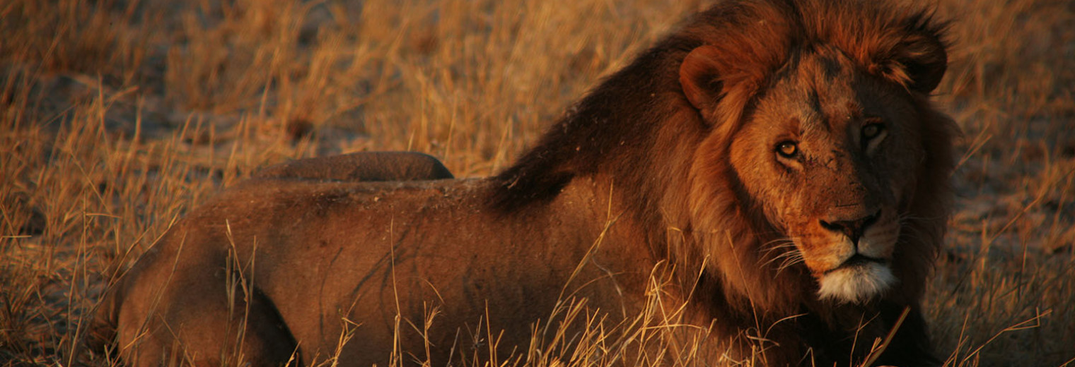 Botswana, Lion