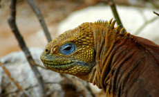 Galapagos Islands Wildlife, Ecuador