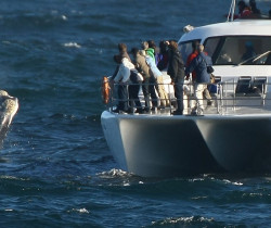 Whale watching, Hermanus, South Africa