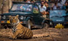 Tiger Ranthambore