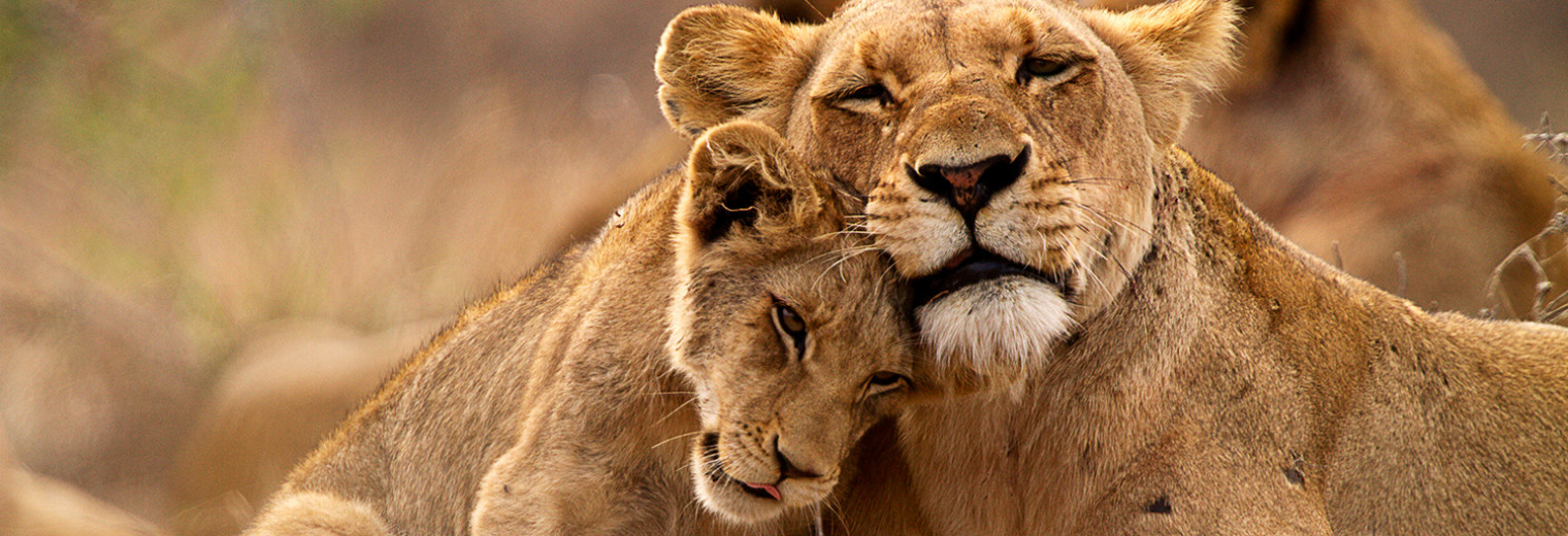 Lions, Kruger Safari