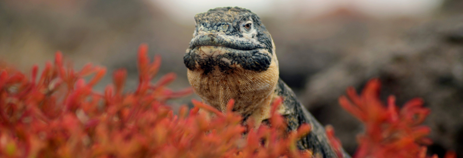 Galapagos Islands Wildlife, Ecuador