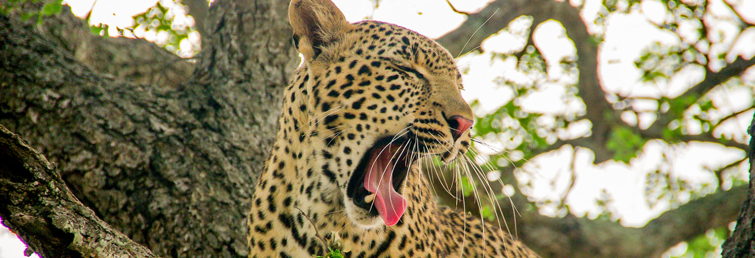 Leopard yawning, Kruger, South Africa